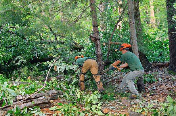 Best Tree Trimming Near Me  in Oxon Hill, MD